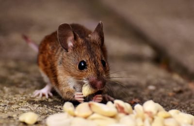 Rodent Proofing